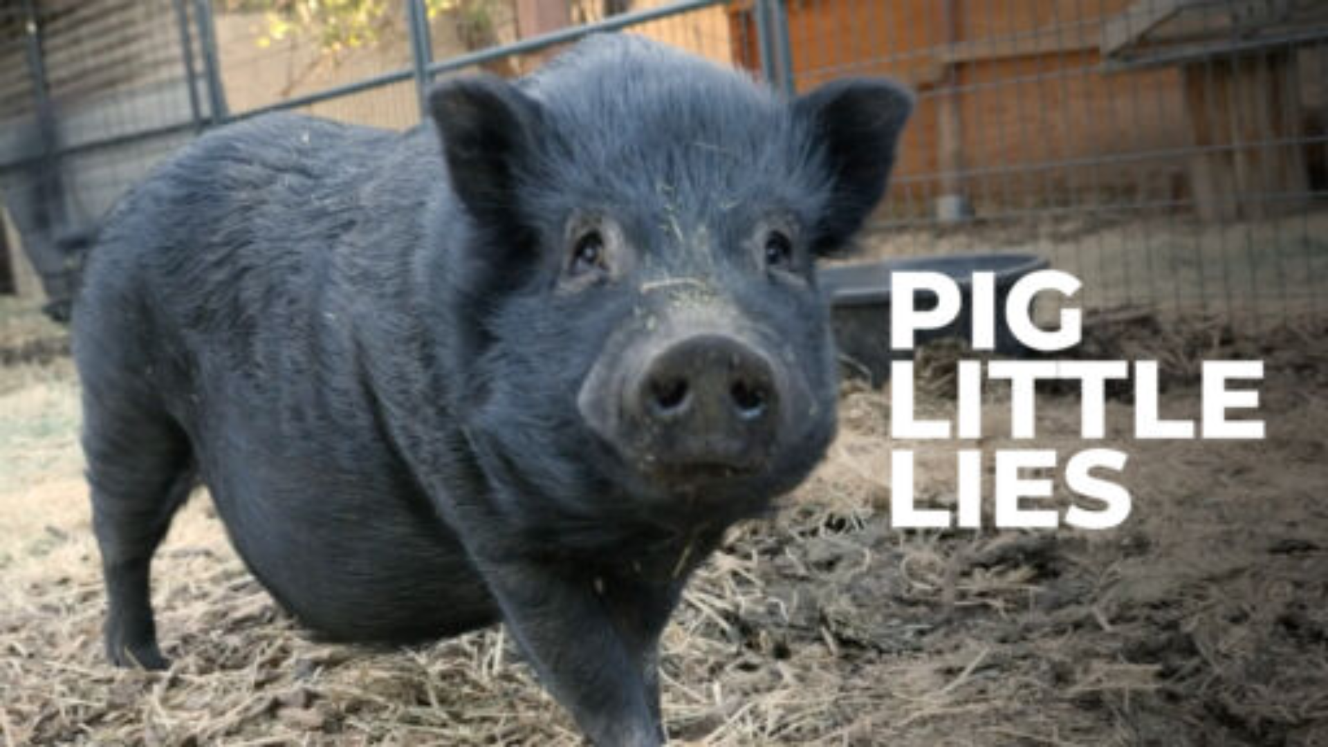 Pig little lies