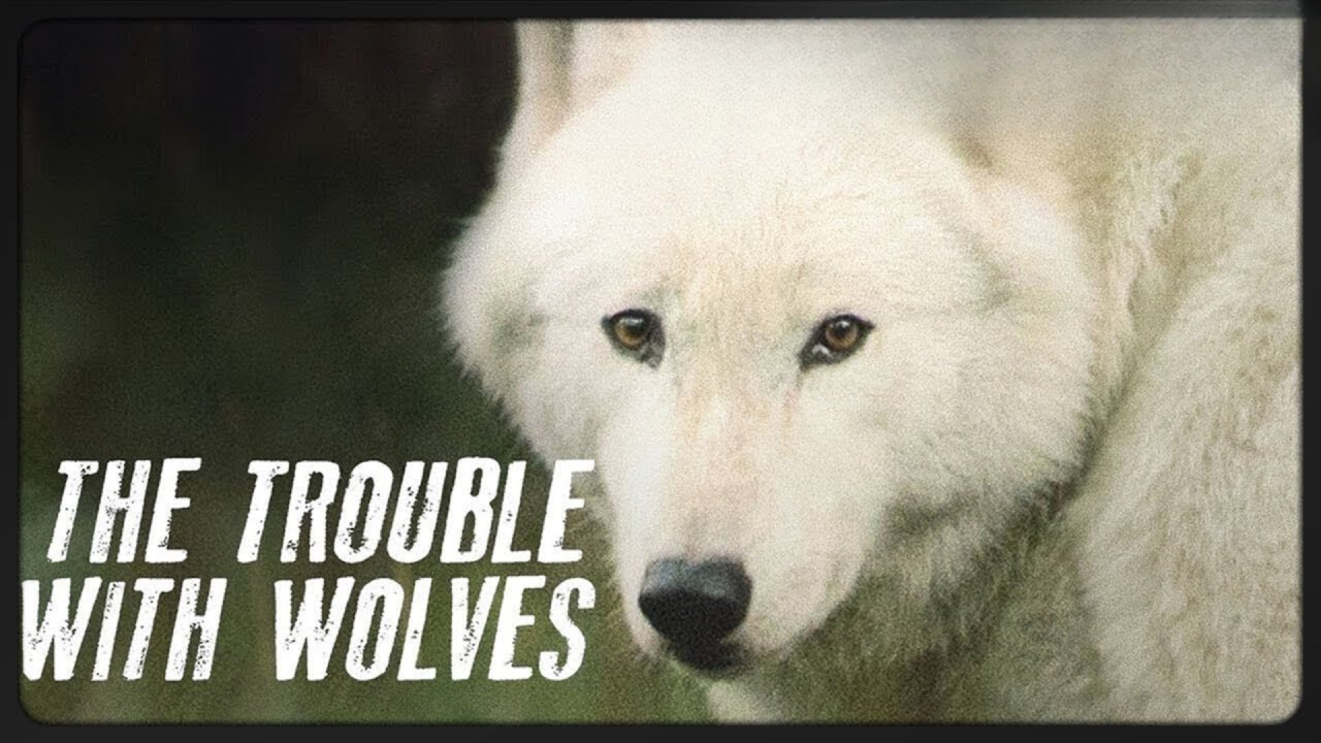 The Trouble With Wolves