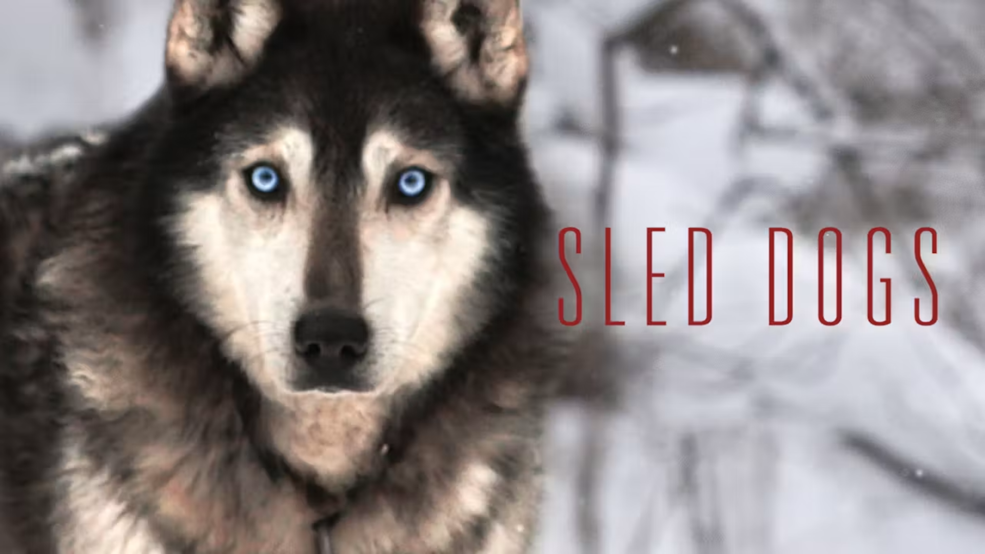 Sled Dogs