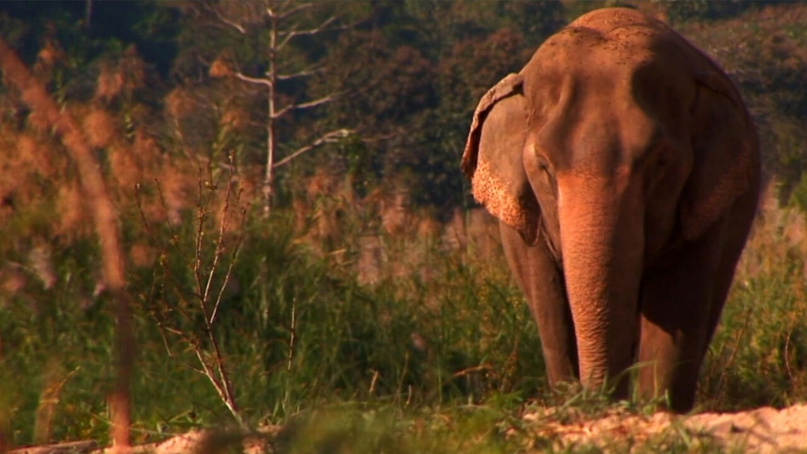 How I Became an Elephant