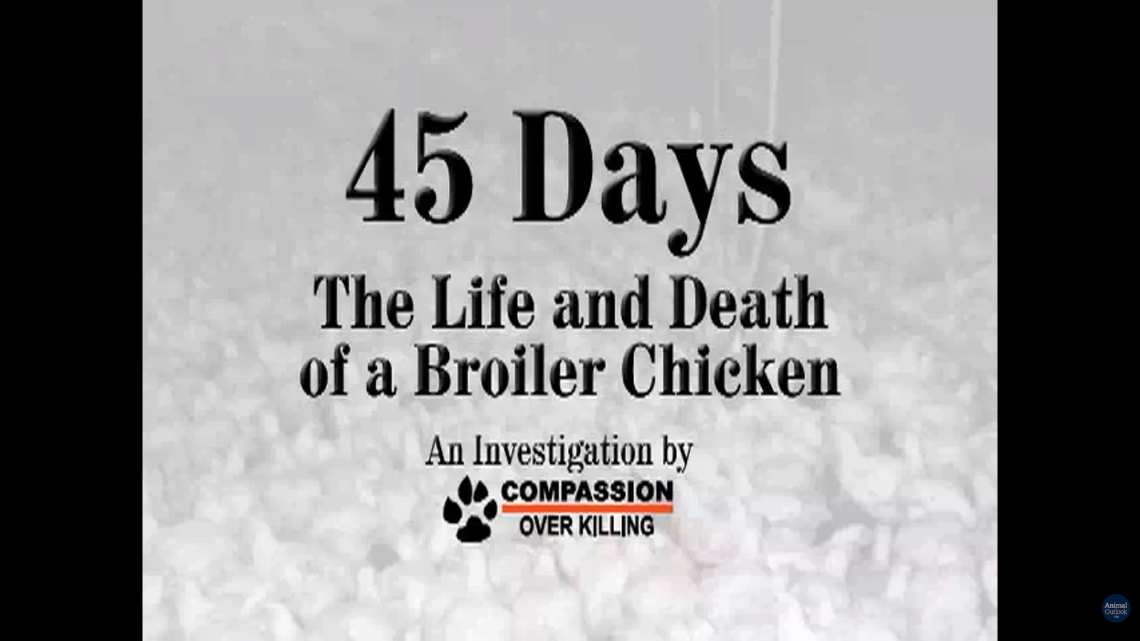 45 Days: The Life and Death of a Broiler Chicken
